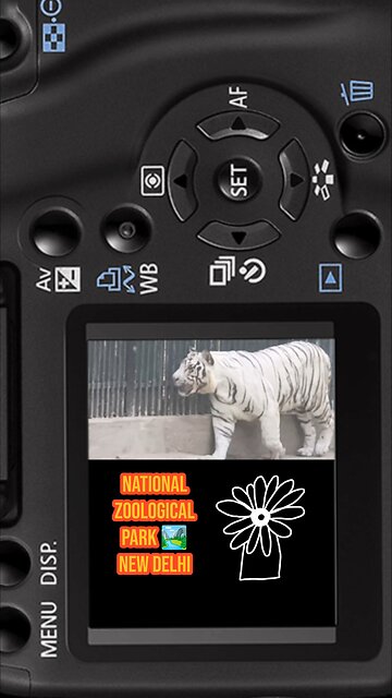 Majestic #RoyalBengalTiger — true king of Indian jungle 🐅