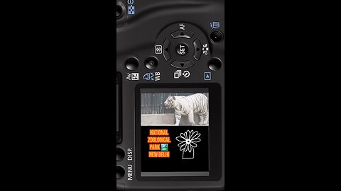 Majestic #RoyalBengalTiger — true king of Indian jungle 🐅