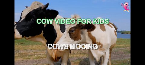 COW VIDEO 🐄🐮