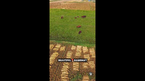 Village Peddy Field in Bd