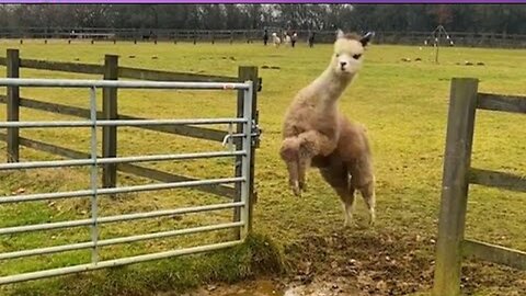 New Funny Cat and Dog Videos 😹🐶 Funniest Animals 🤣 Part 13