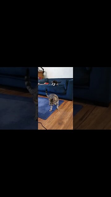 Yarnie, Salem and Cosmo Kittens all Playing and Chasing! KITTEN's and Cosmo! #cute #cutecat