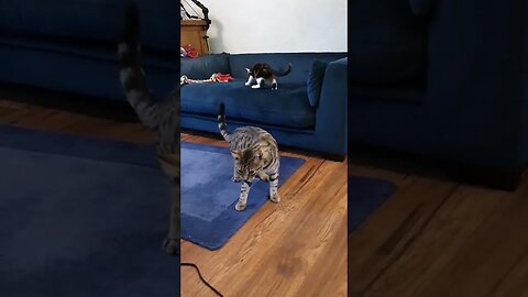 Yarnie, Salem and Cosmo Kittens all Playing and Chasing! KITTEN's and Cosmo! #cute #cutecat