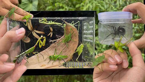 I Found a Black Widow Spider While Hunting Insects 🕷️🔥 Incredible Encounter!