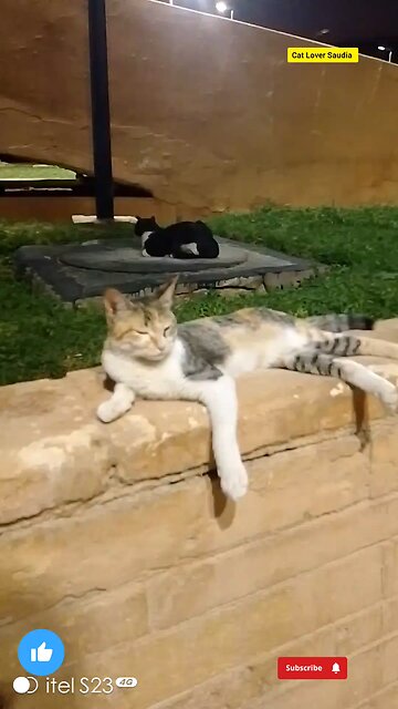 new Cat lover Saudia awsome video
