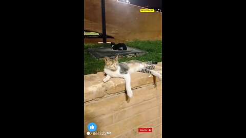 new Cat lover Saudia awsome video