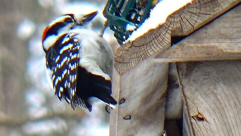 Downy Woodpecker