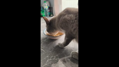 เหมียวน้อย หิวมาก!