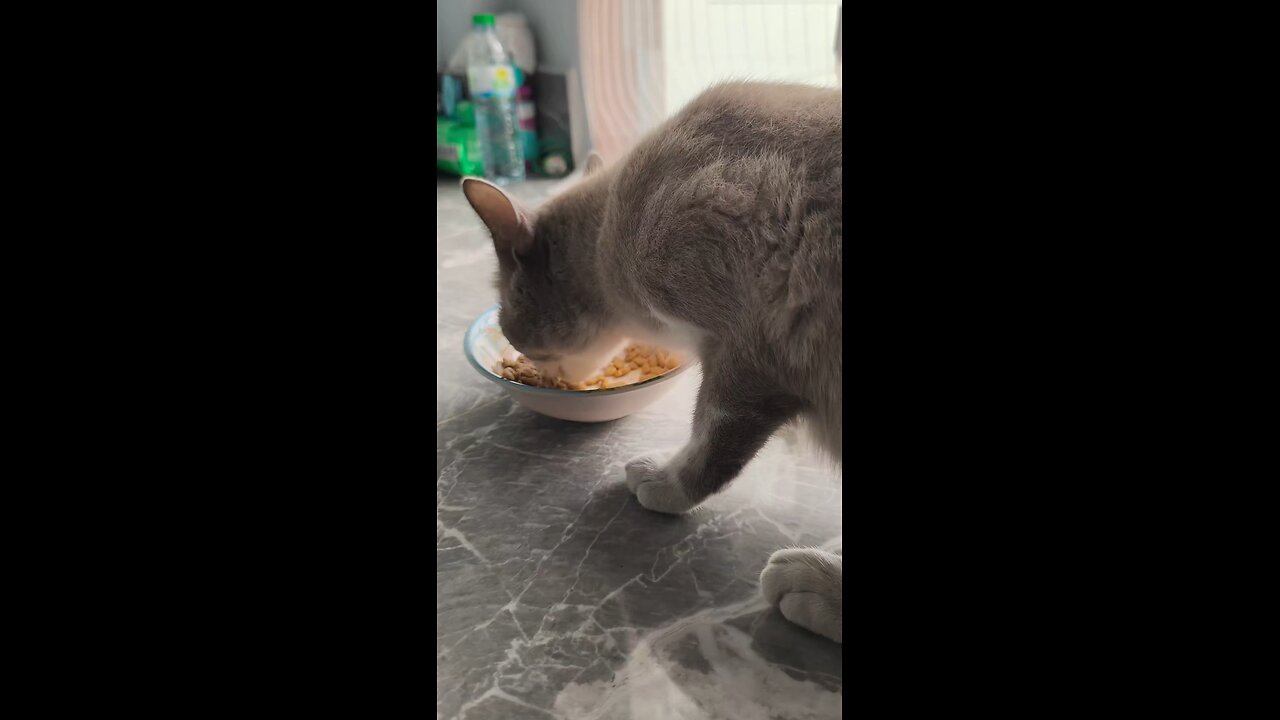 เหมียวน้อย หิวมาก!