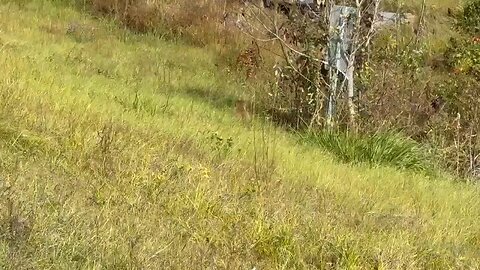 💉🐒 COVID again? Lab monkeys break free in Mississippi — reports