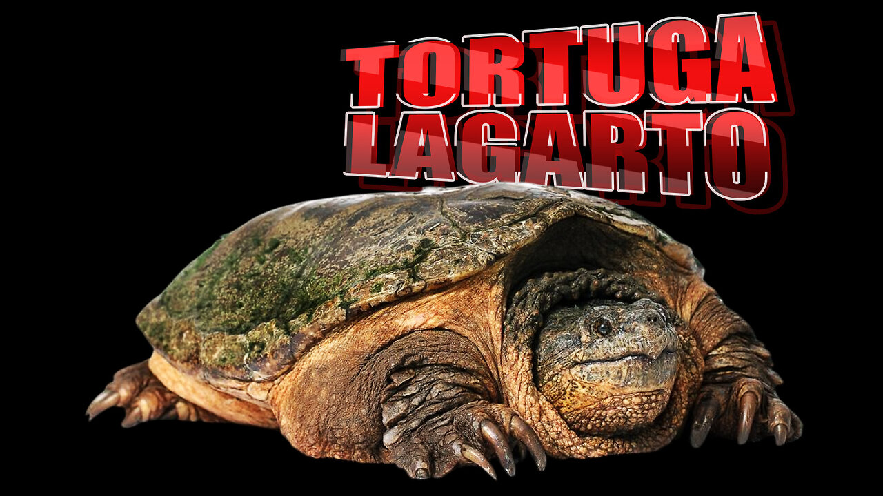 Tortuga lagarto: el guardián de los ríos y lagos