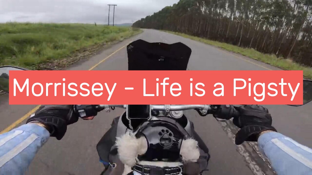 Morrissey - Life is a Pigsty