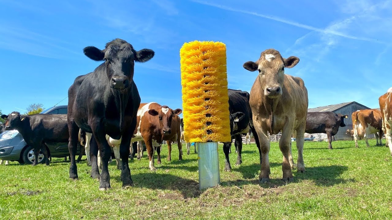 How to Make 100 Cows VERY HAPPY