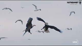 Intermède animalier - Pygargue à tête blanche