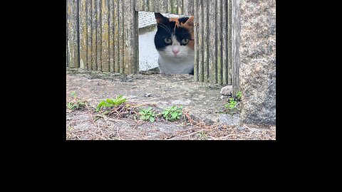 Peekaboo! 😺