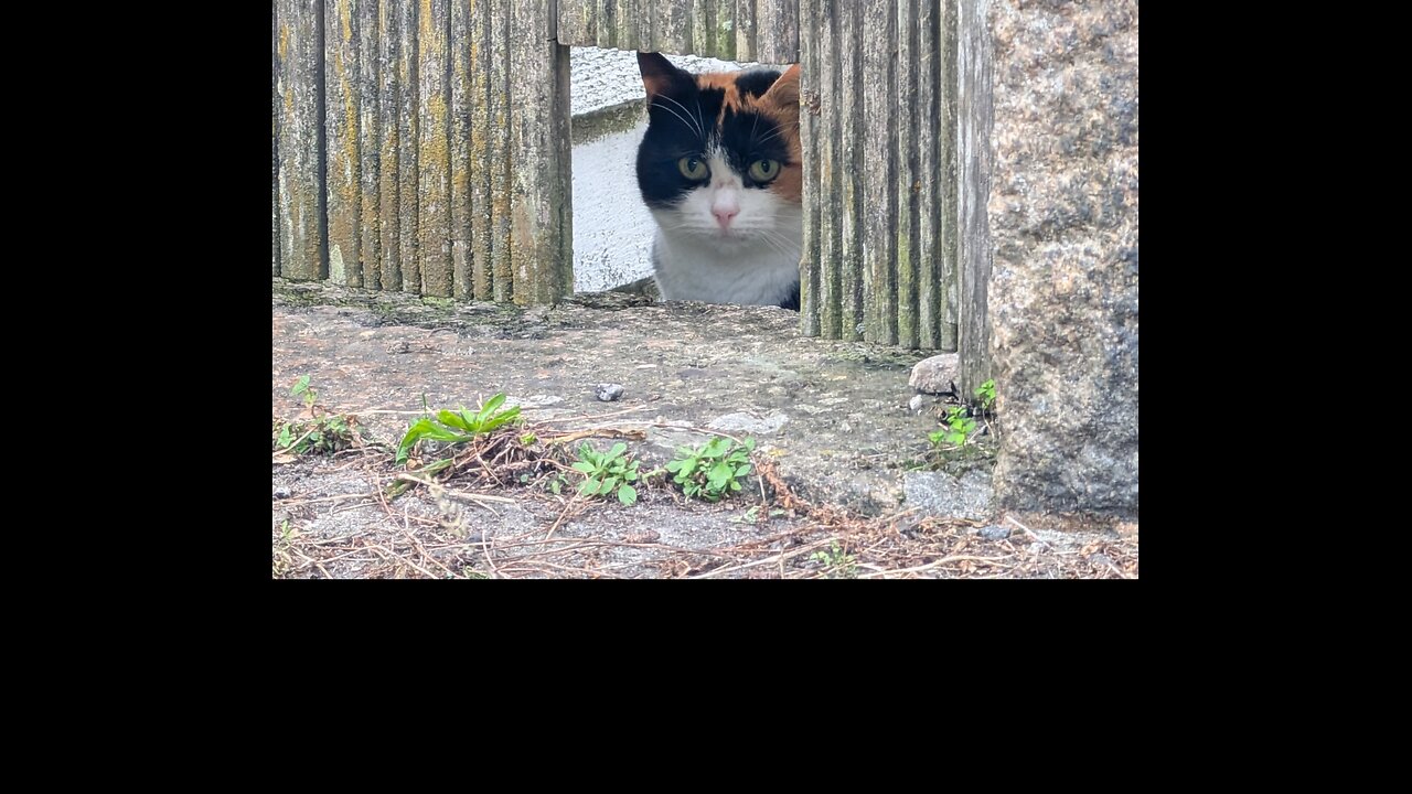 Peekaboo! 😺