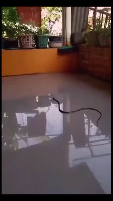 Funny Cat Videos 20 - Cat vs Snake