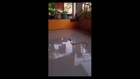 Funny Cat Videos 20 - Cat vs Snake