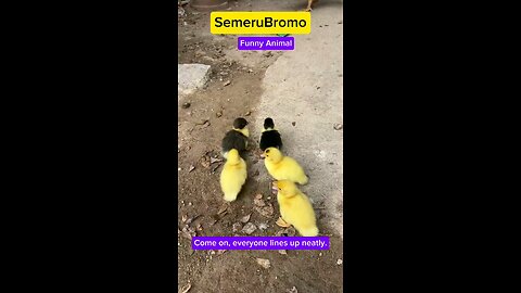 Funny Animal - Baby ducks walk in line #funnyanimal #funnyshorts #duck dfunny #funniestvideo