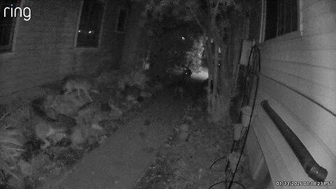 2 of 2: Pack of Coyotes on our sidewalk