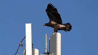 Local Eaglets Getting Braver!