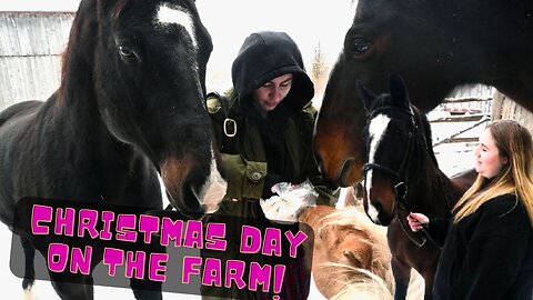 What We Gave Our HORSES For CHRISTMAS!