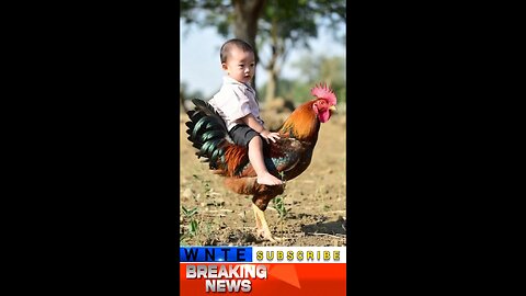 A child enjoys sitting on a chicken's back.