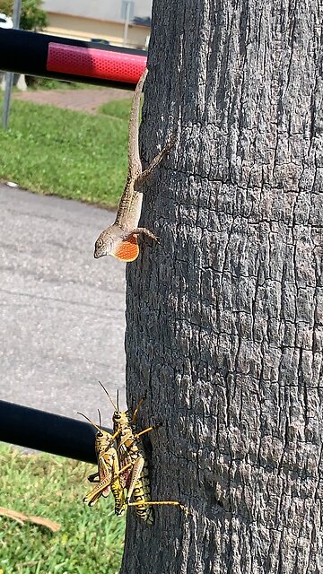 Tag team Grasshoppers vs Angry Lizard