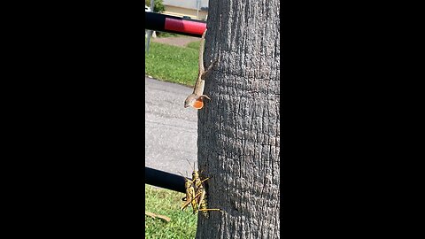 Tag team Grasshoppers vs Angry Lizard