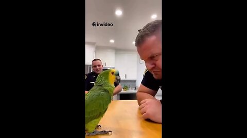 When your parrot decides it’s his house now 😤🦜😂 Made by InVideo AI 📸🥇 •••••• 🇺🇸🇺🇸🇺🇸🇺🇸