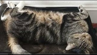 Talking political doctrine with Mouser Cat