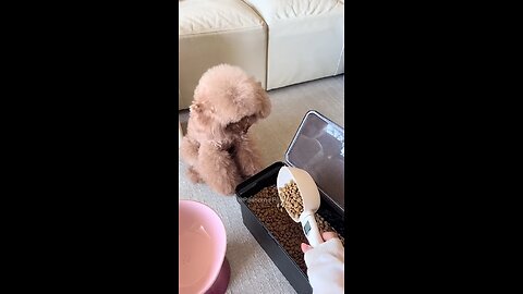прилипчивая собака #собака #собаки #dog #dogs #dogshorts #doglife #dogvideos #animals #funny #cats