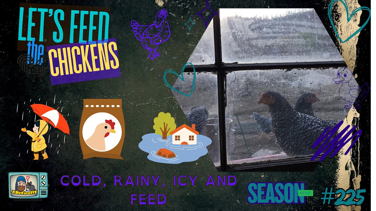 Cold, Rainy, Icy and Feed | Let's Feed the Chickens | 225