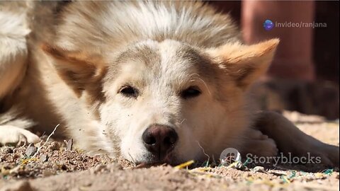 Rescue in the Desert: A Dog's Journey to Happiness