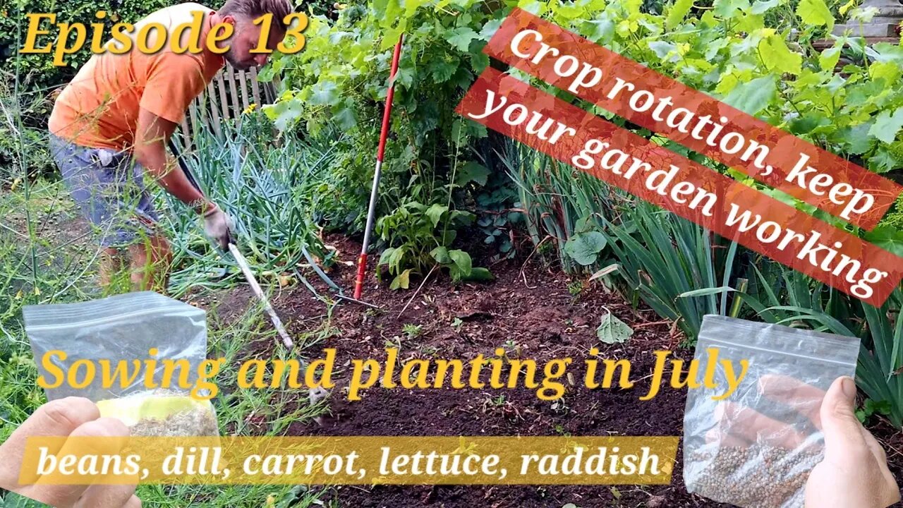 Sowing and planting in July. Garden bed prep & bean planting!