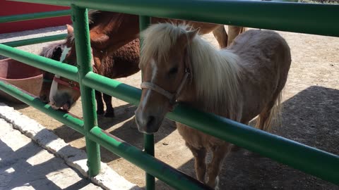 Xenpal Zoo 3 (Garcia, Nuevo Leon, Mexico)