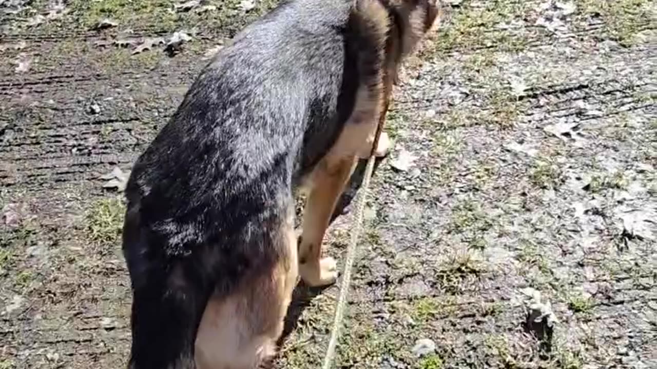 Virgil sable german shepherd.