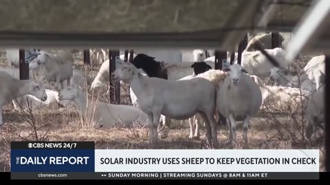 Solar industry using sheep to keep vegetation in check