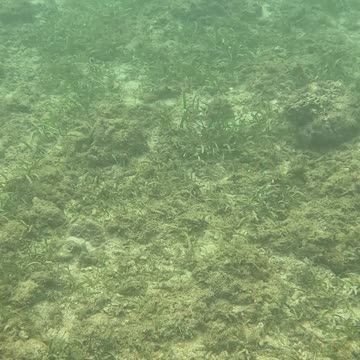 Beautiful Day of Snorkeling