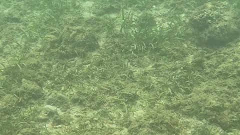 Beautiful Day of Snorkeling