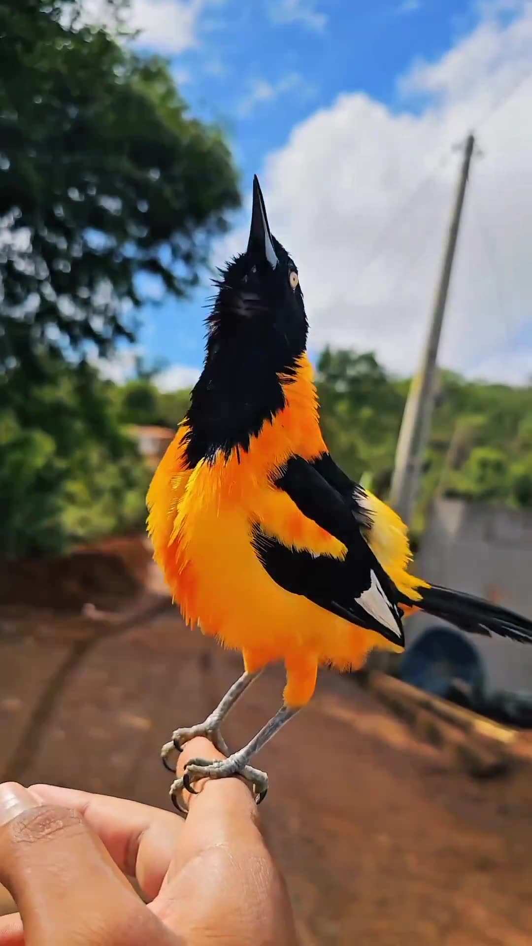Sound of a Venezuelan troupial bird