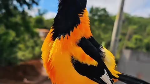 Sound of a Venezuelan troupial bird