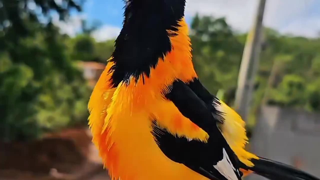 Sound of a Venezuelan troupial bird