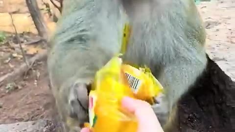 Funny animals