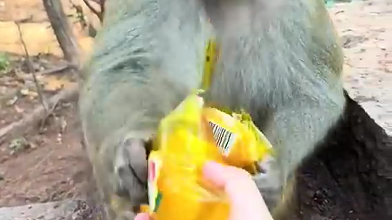 Funny animals
