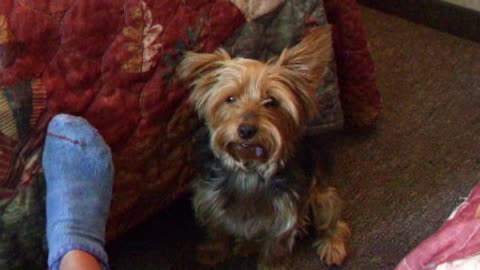 Gizmo the Sock Thief #funnydogs #yorkies #gizmos