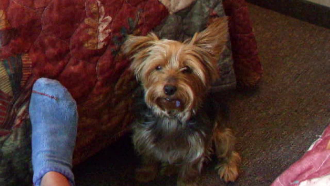Gizmo the Sock Thief #funnydogs #yorkies #gizmos