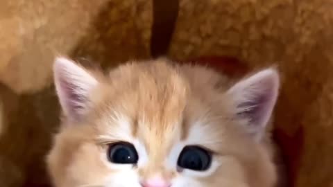 Me fries please 🙋🏽‍♀️