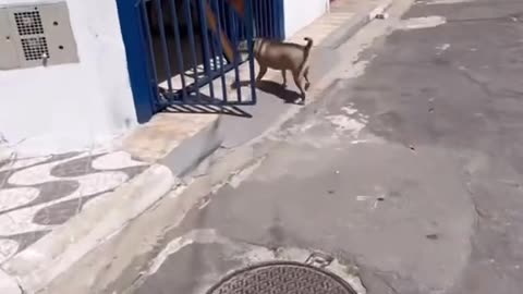 While riding a motorbike, he was chased by a dog