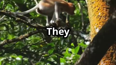 🪂🐿️ 🍃🛫The Sugar Glider – Nature’s Adorable Flying Acrobat!🪂🐿️